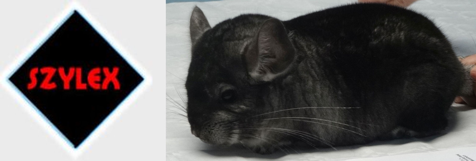 SZYLEX розведення шиншил суміші корми клітки шиншили в Польщі 02