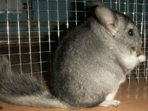 SZYLEX розведення шиншил суміші корми клітки шиншили в Польщі 01