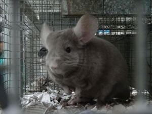 SZYLEX розведення шиншил суміші корми клітки шиншили в Польщі 02