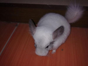 SZYLEX розведення шиншил суміші корми клітки шиншили в Польщі 03