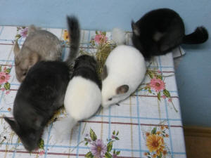 SZYLEX розведення шиншил суміші корми клітки шиншили в Польщі 04