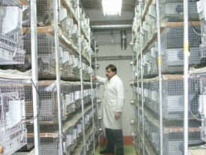 SZYLEX розведення шиншил суміші корми клітки шиншили в Польщі 05