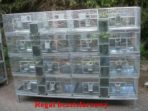 SZYLEX розведення шиншил суміші корми клітки шиншили в Польщі 07