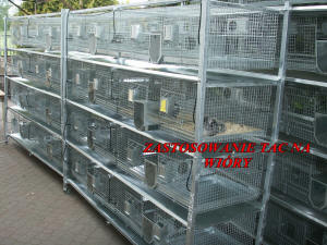 SZYLEX розведення шиншил суміші корми клітки шиншили в Польщі 08