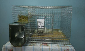 SZYLEX розведення шиншил суміші корми клітки шиншили в Польщі 10